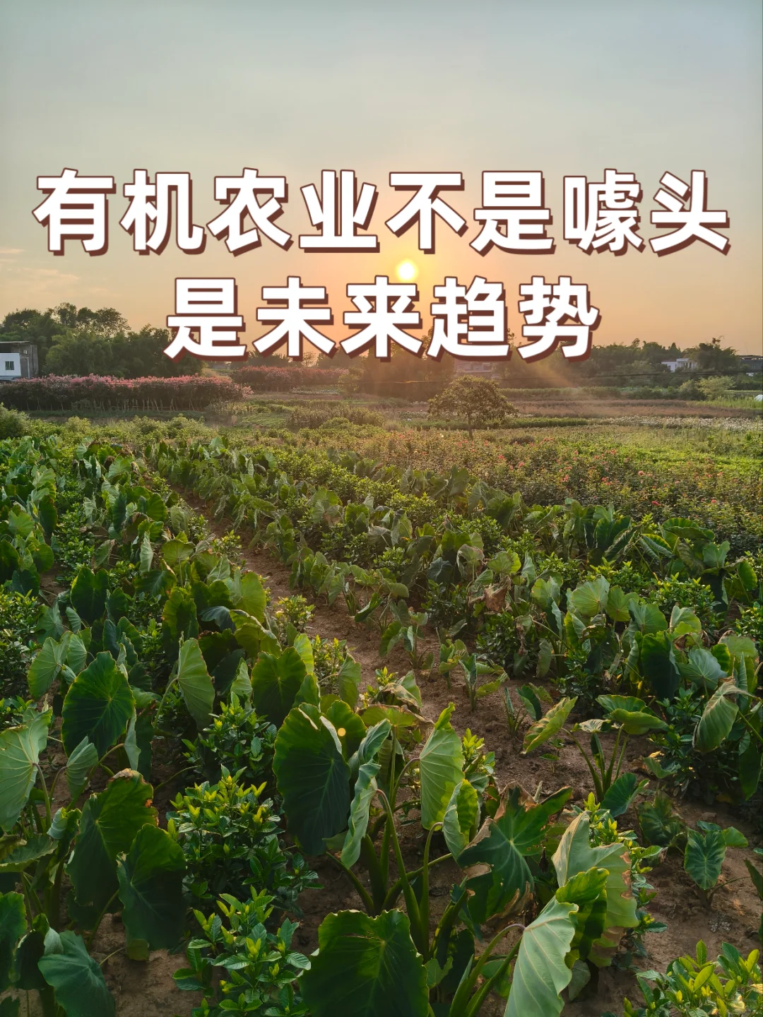 有机农业不是噱头，是未来趋势