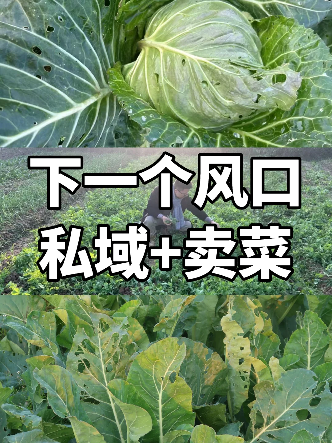 有机菜，没有门店网店，月入10w➕