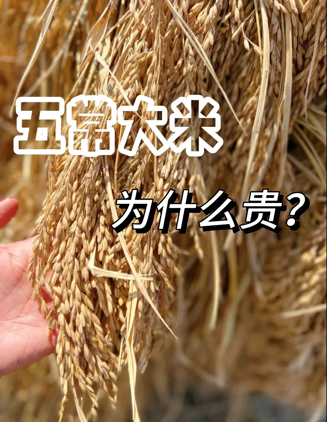 五常大米，你真的了解吗？