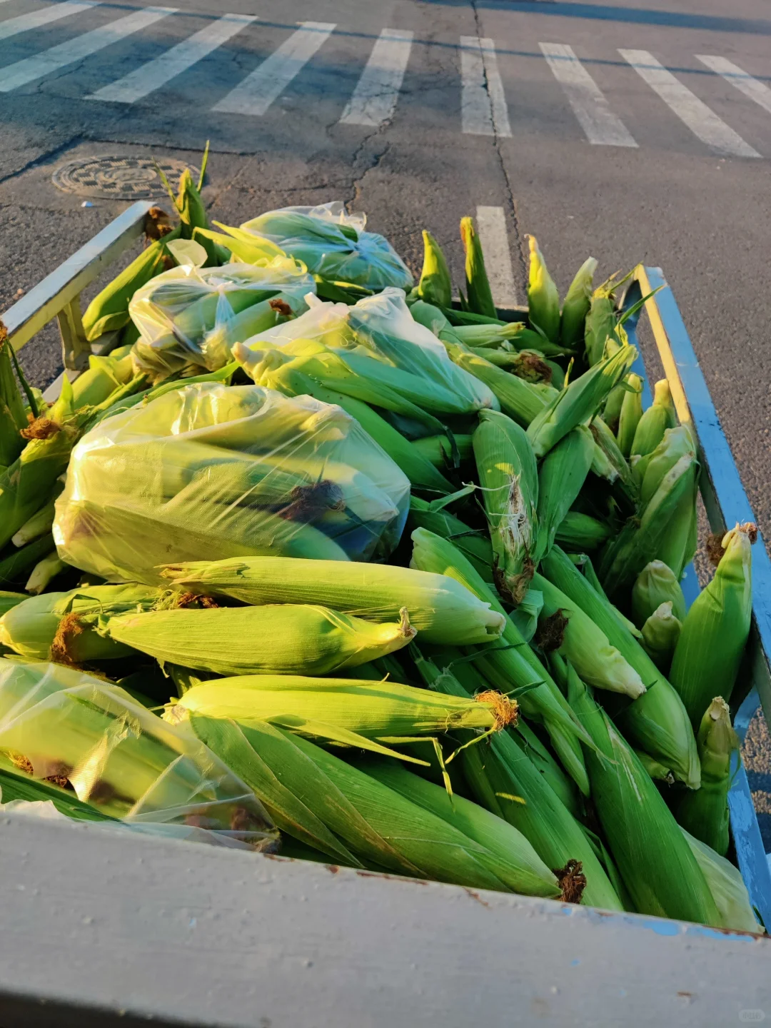 摘不完，根本摘不完。