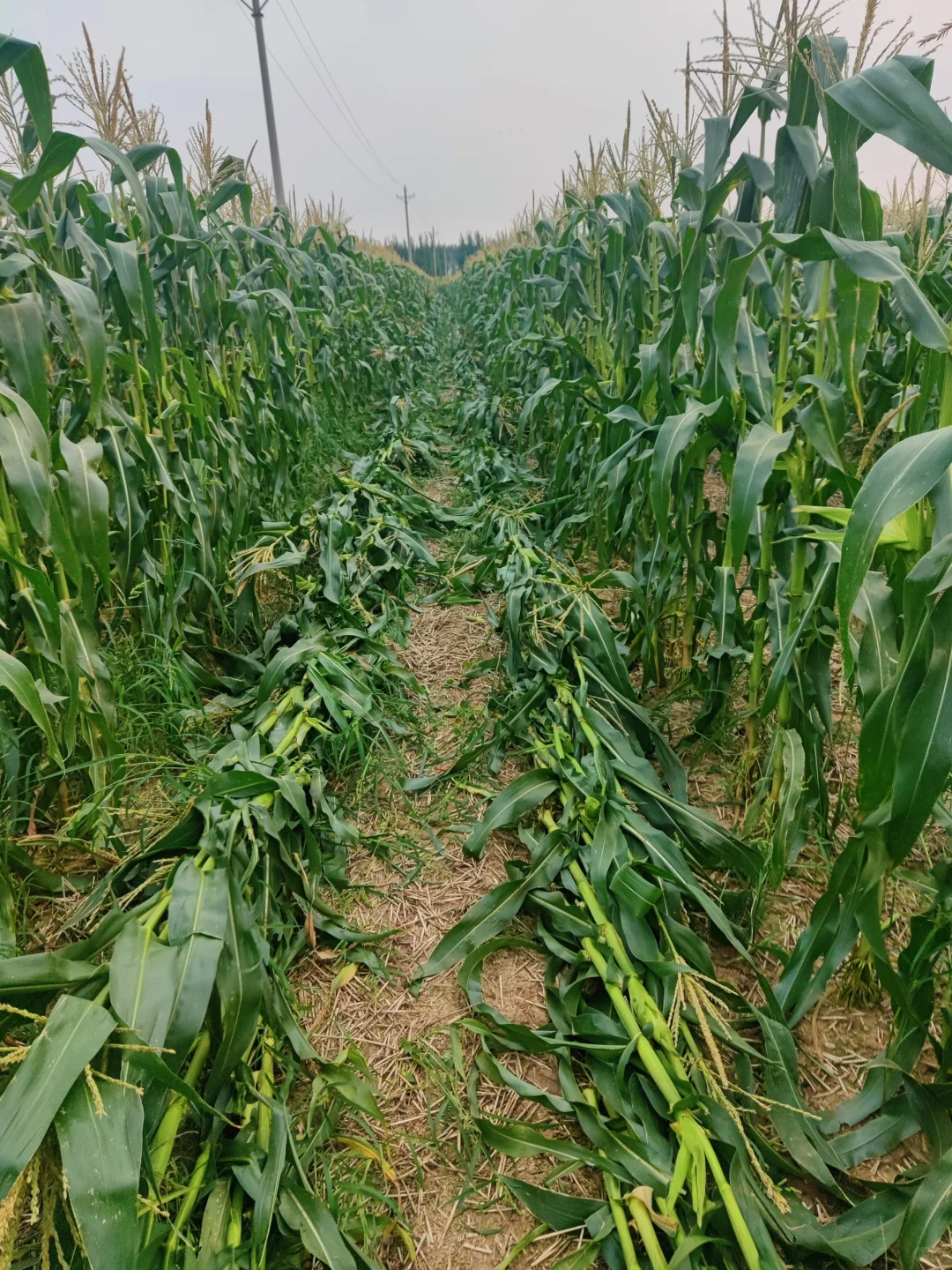 摘不完，根本摘不完。