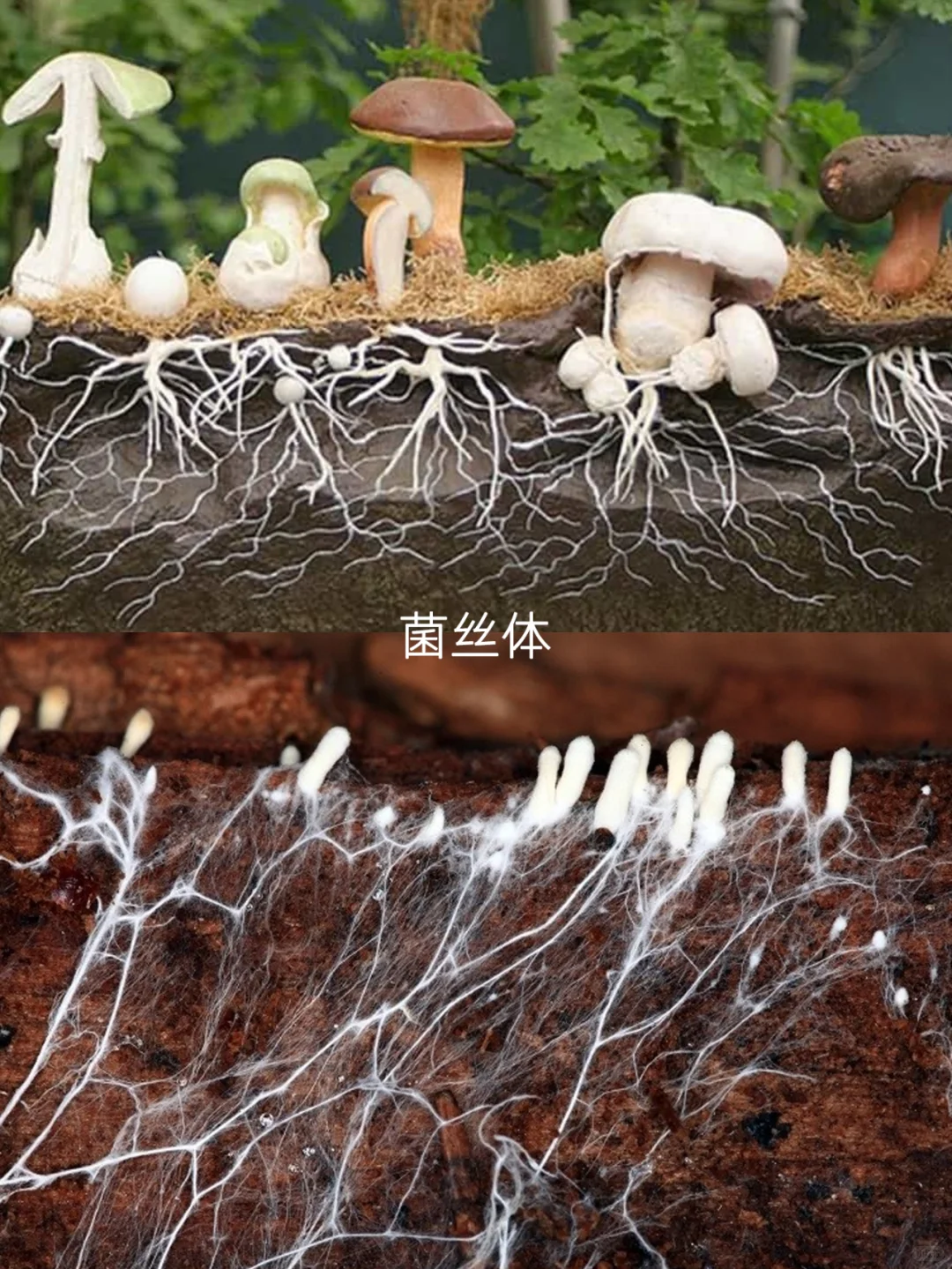 取代塑料的可持续新材料,100%可降解