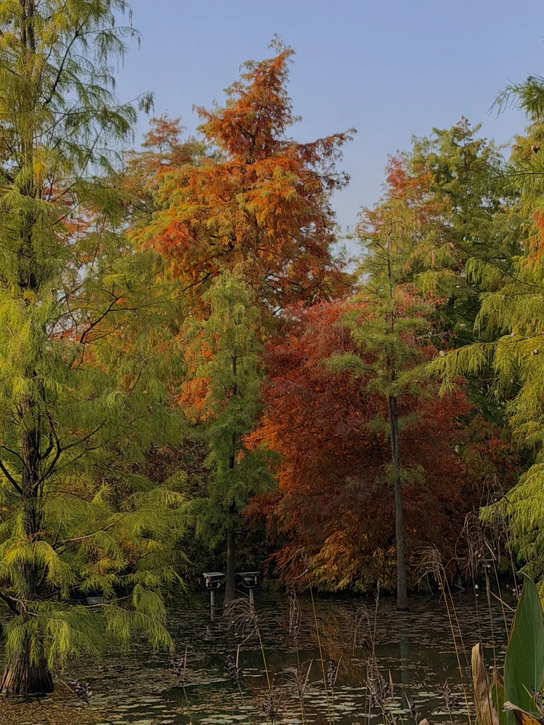 我们用秋天做了一顶帽子