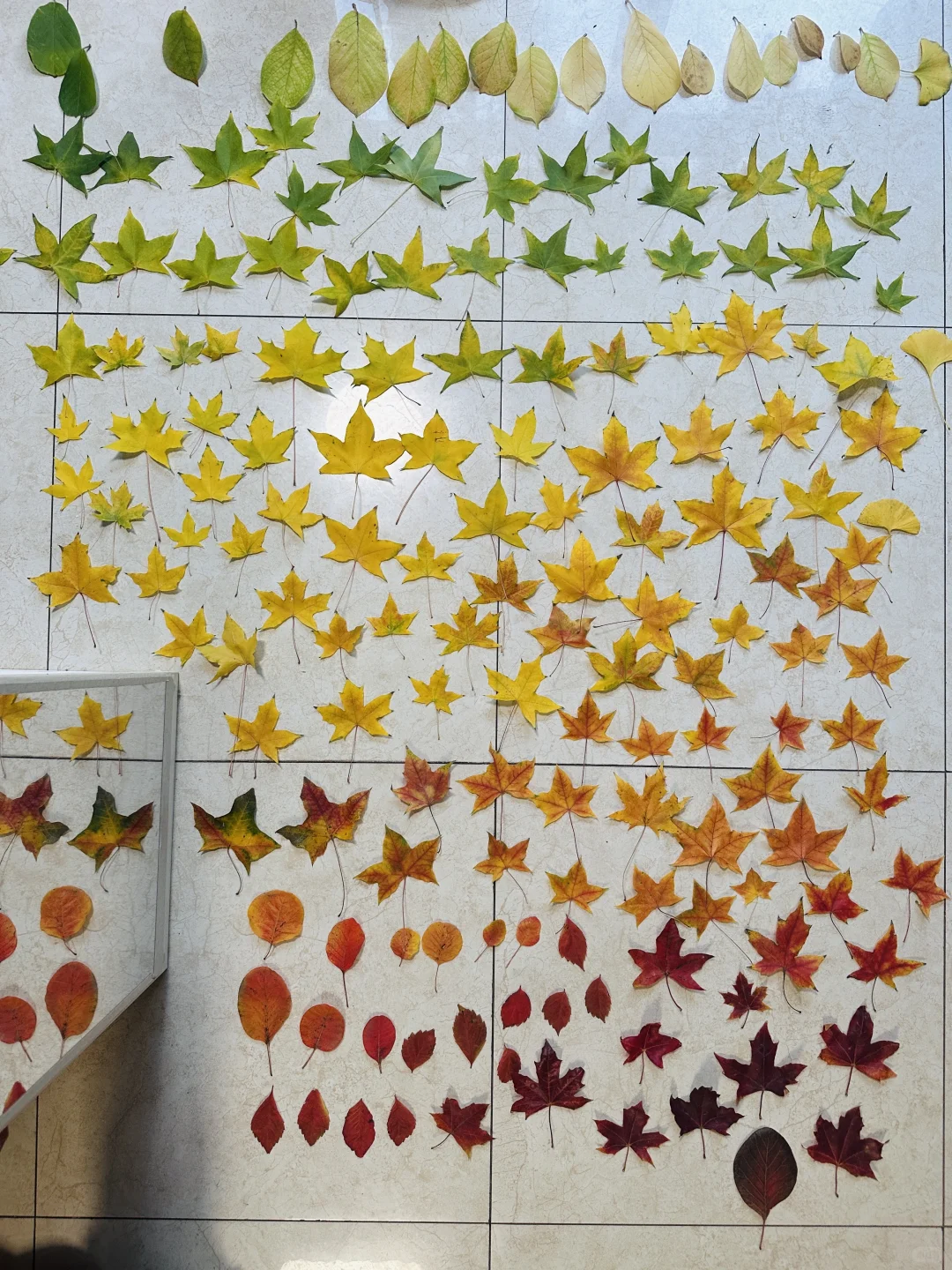 ???秋日魔法帽做起来！