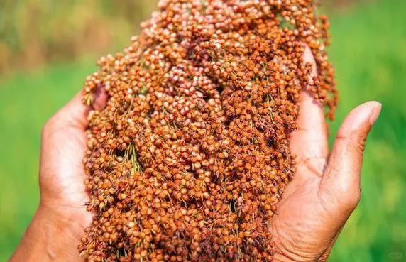 选酱酒，为什么要首选“坤沙”酱酒？