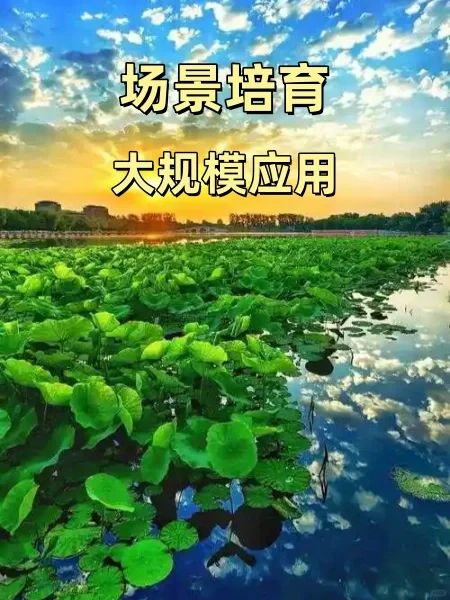 大规模应用