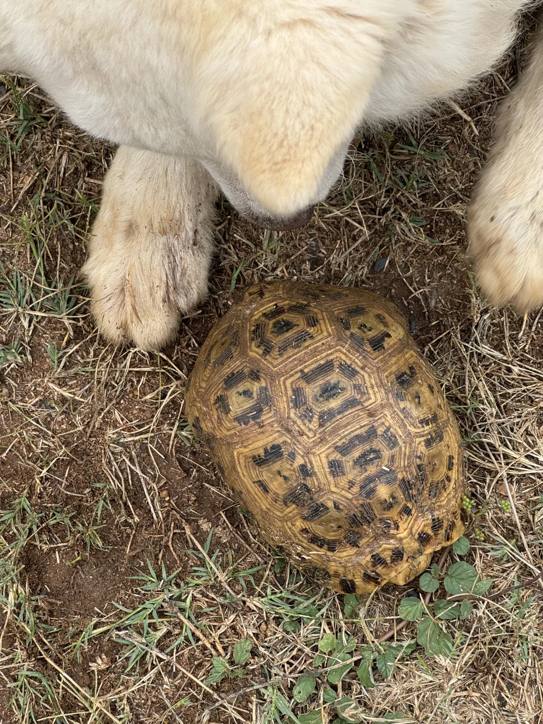 一顶绝无仅有的手纺狗绒帽子