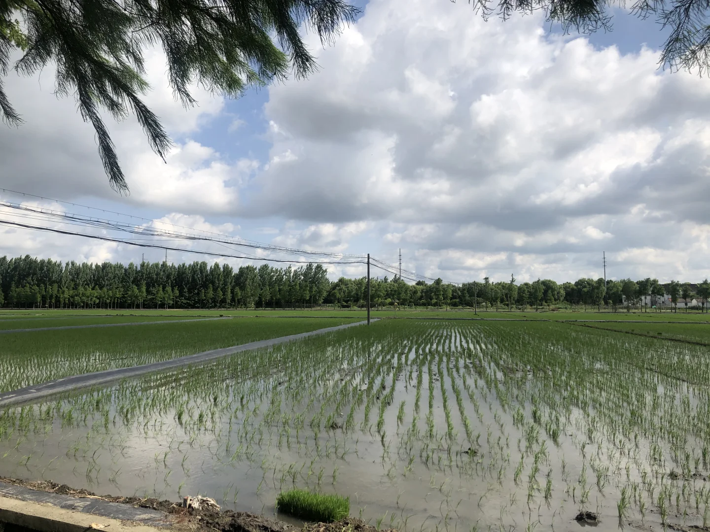 ?时光交错的稻田