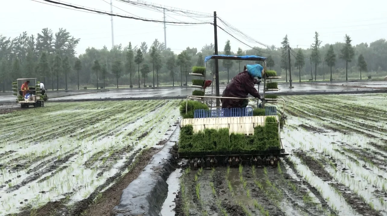 ?时光交错的稻田