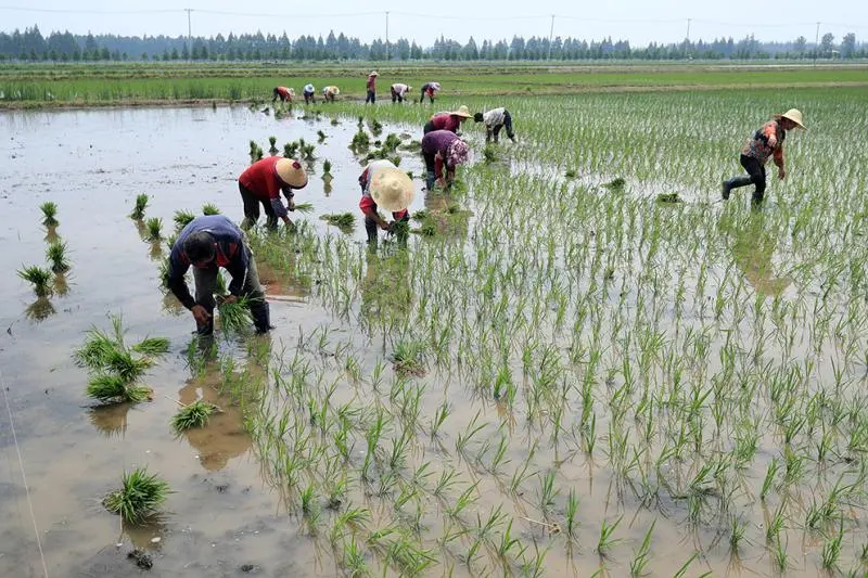 ?时光交错的稻田