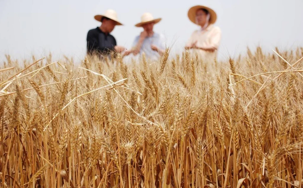 粮食烘干机的发展历程和方向