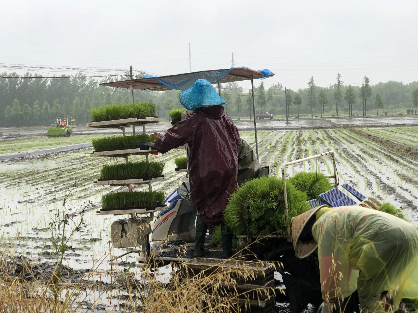 ?时光交错的稻田