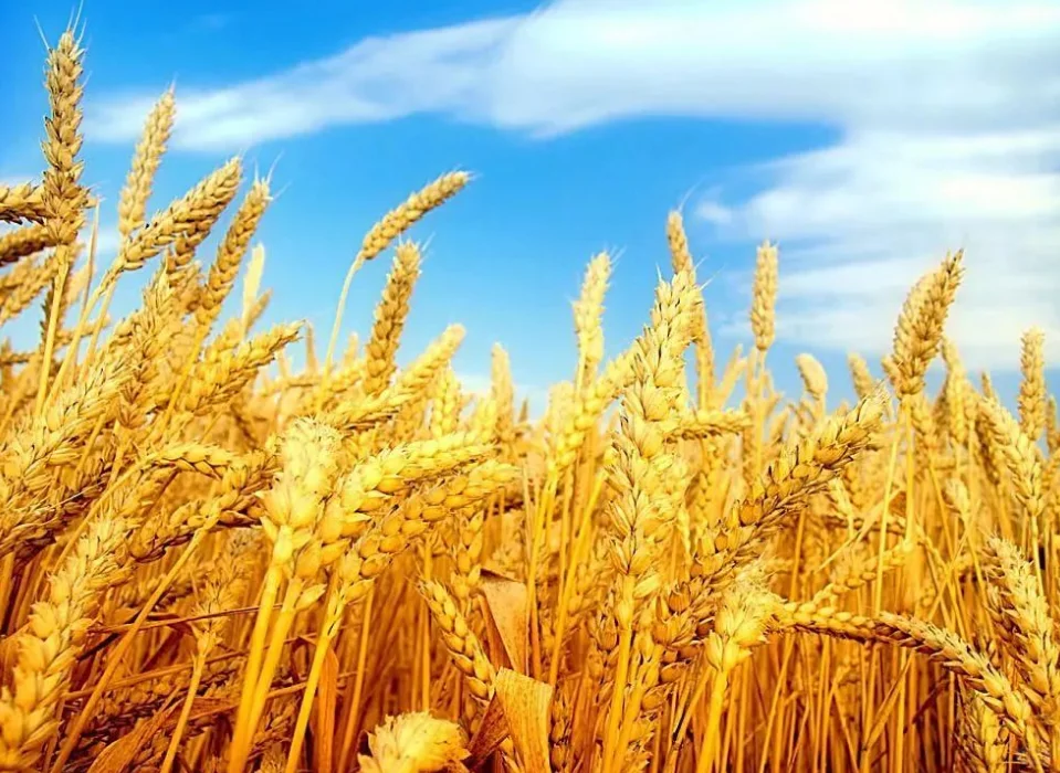 粮食烘干机的发展历程和方向