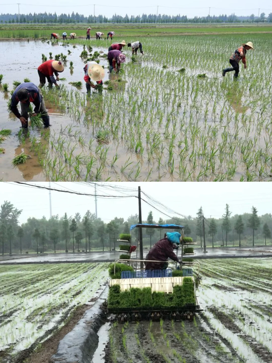 ?时光交错的稻田