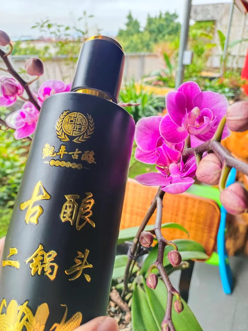 观年古酿，清香型白酒，好喝不上头