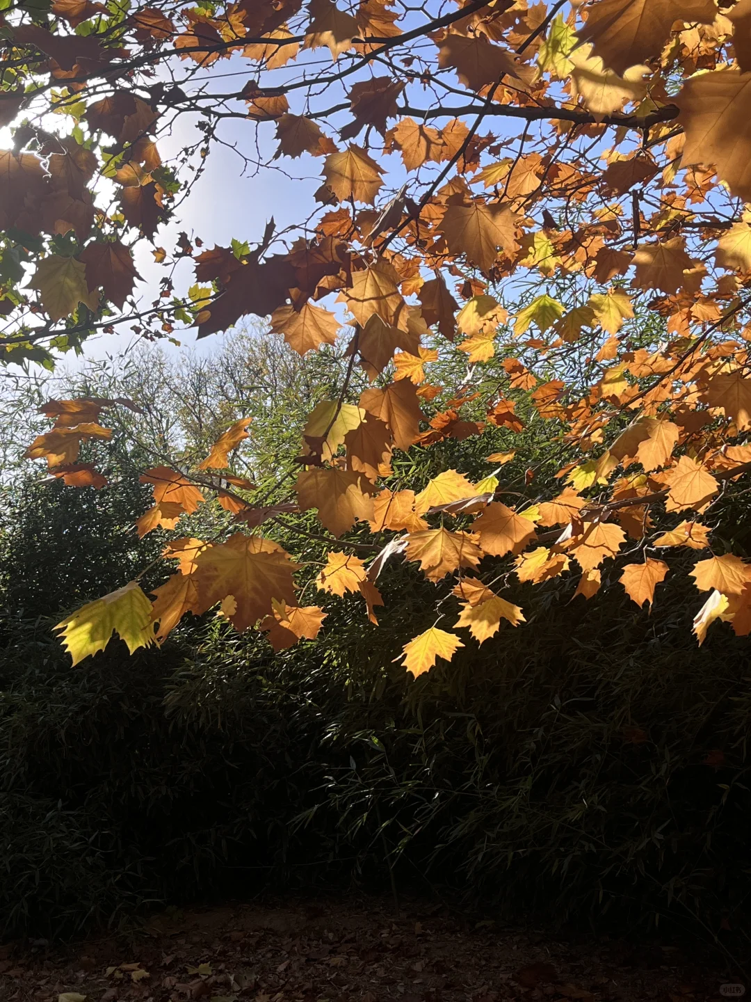 plog｜如果感到幸福你就喝一杯?