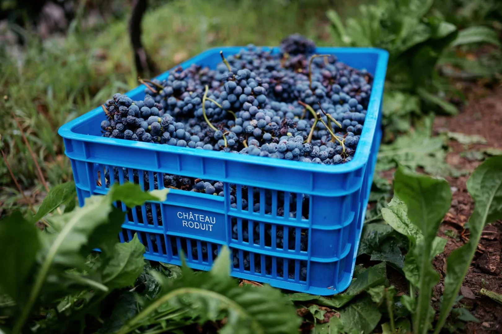 葡萄酒圈95%没有风土只有风格