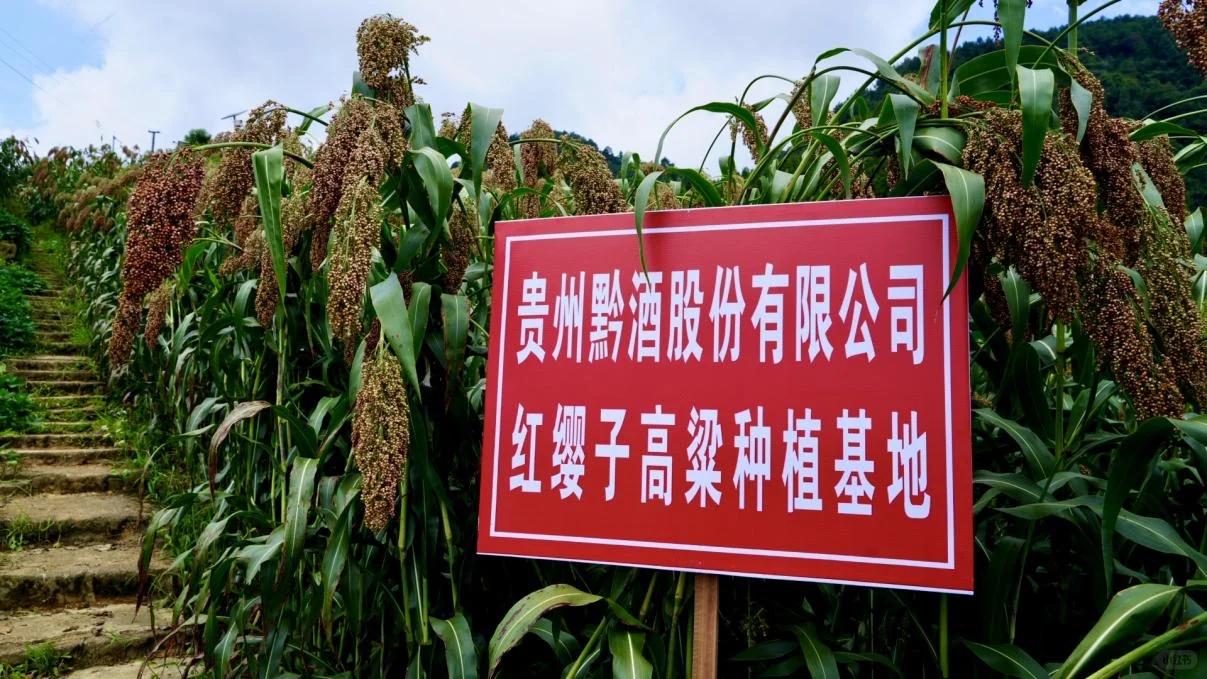 每天认识一款酒|黔酒·春秋赋