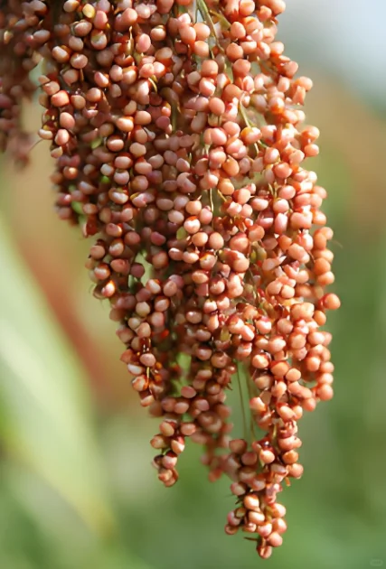 泸州糯红高粱——酿酒黄金原料