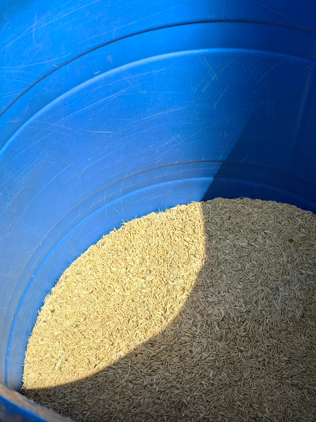 第一次全过程记录家乡的天然手工酿造高粱酒