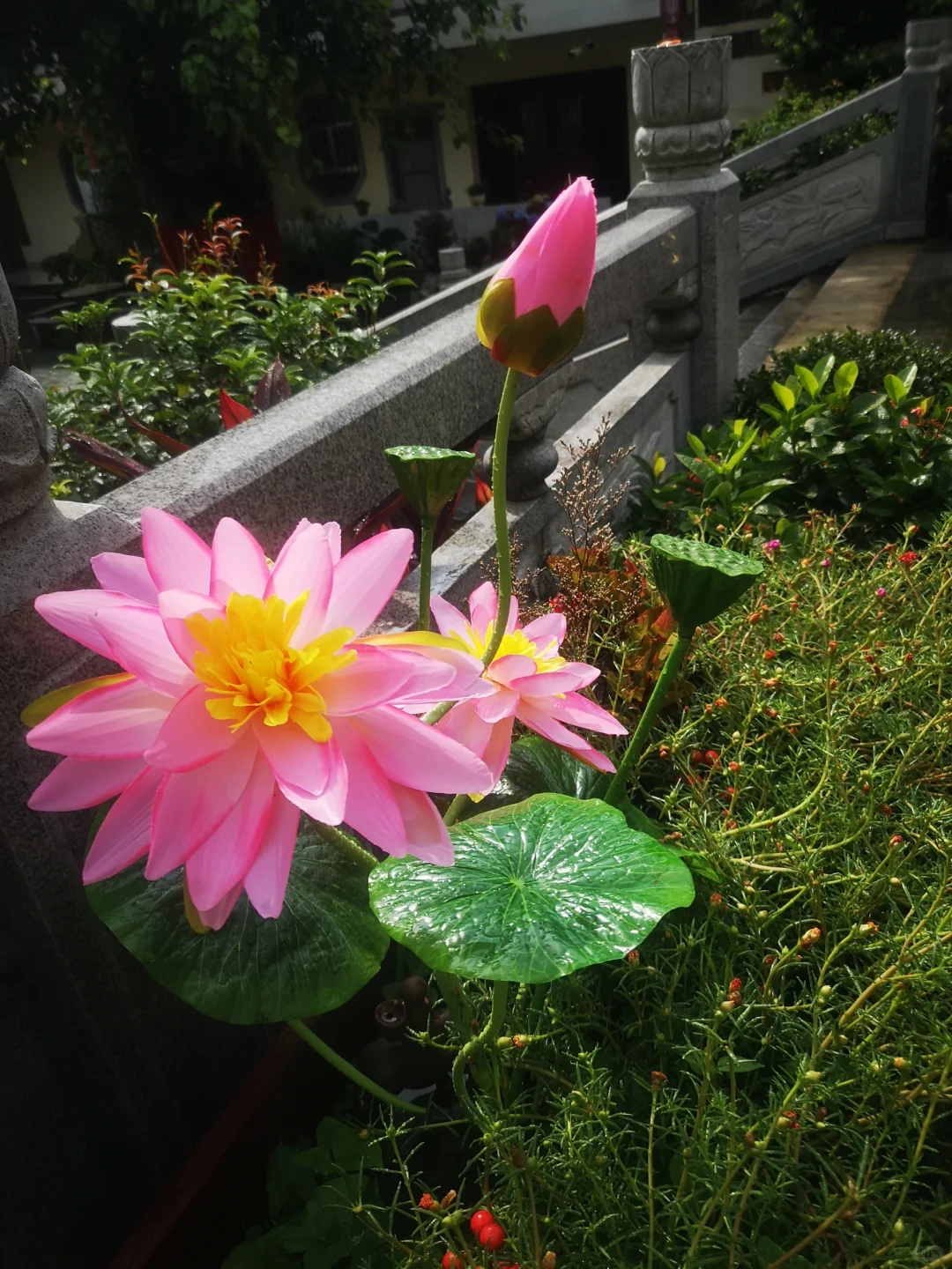 纯酿固态发酵白酒