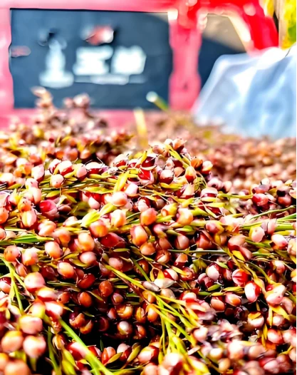 泸州糯红高粱——酿酒黄金原料