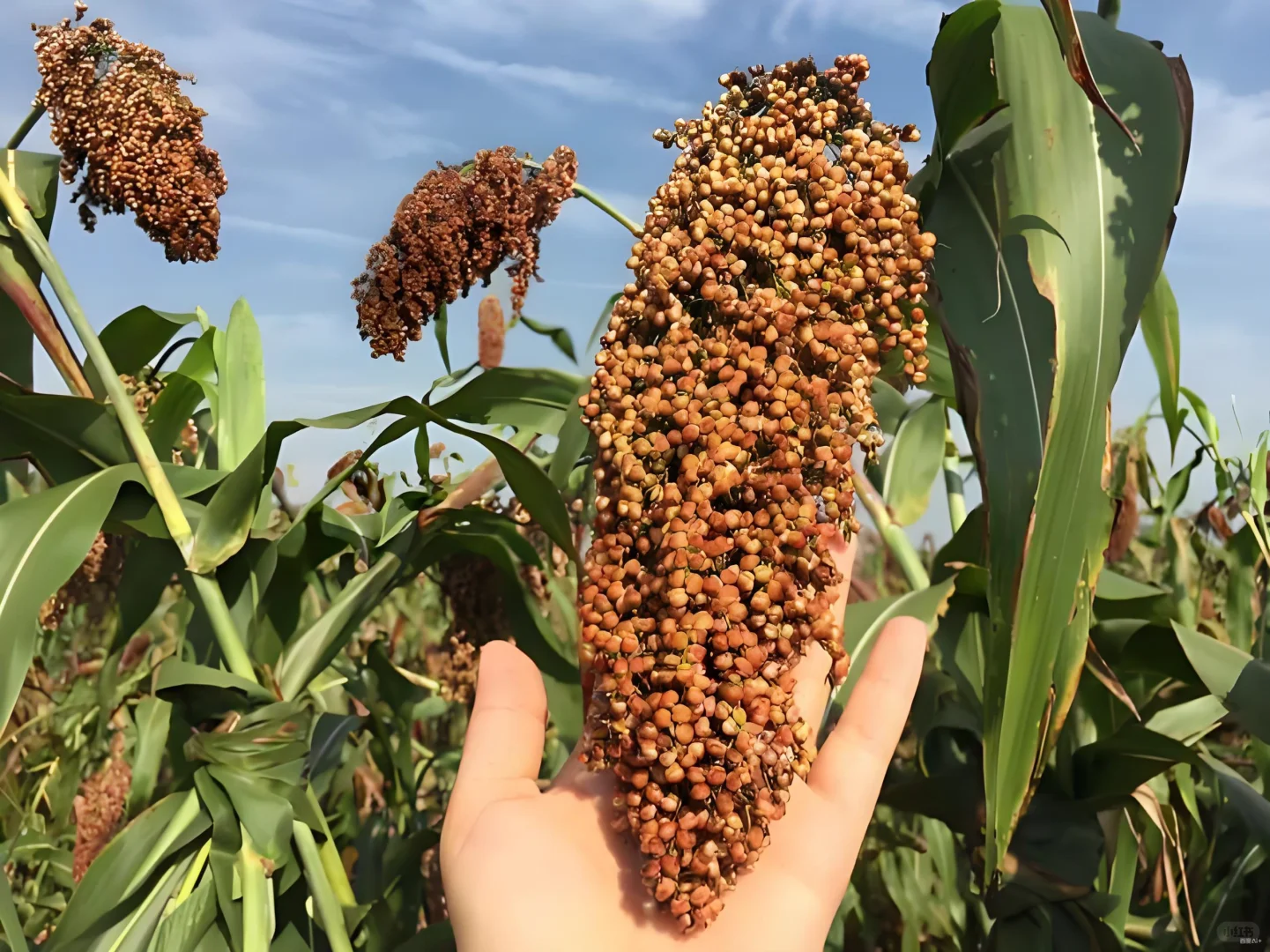 泸州糯红高粱——酿酒黄金原料