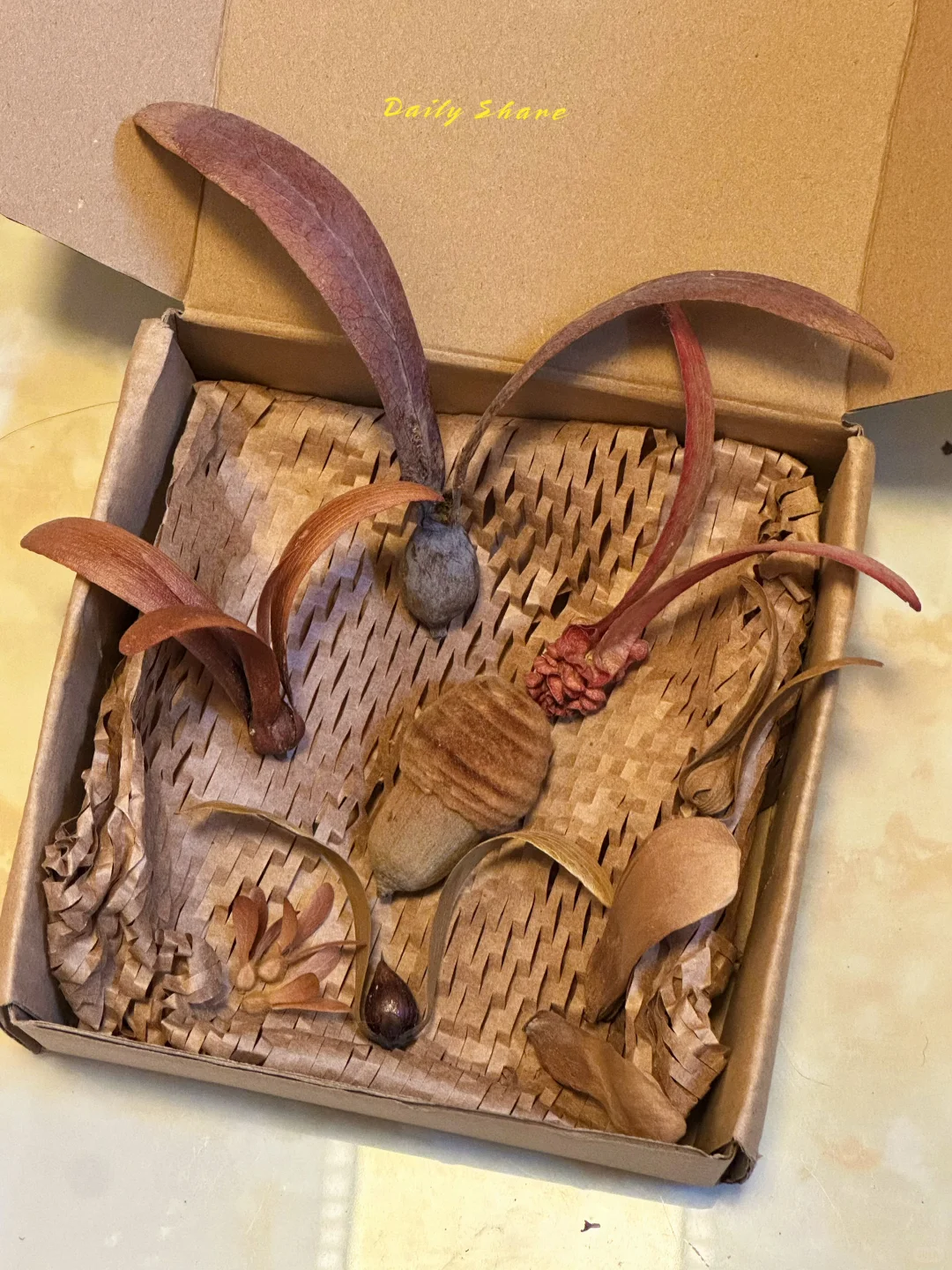 多少人喜欢会飞的种子?