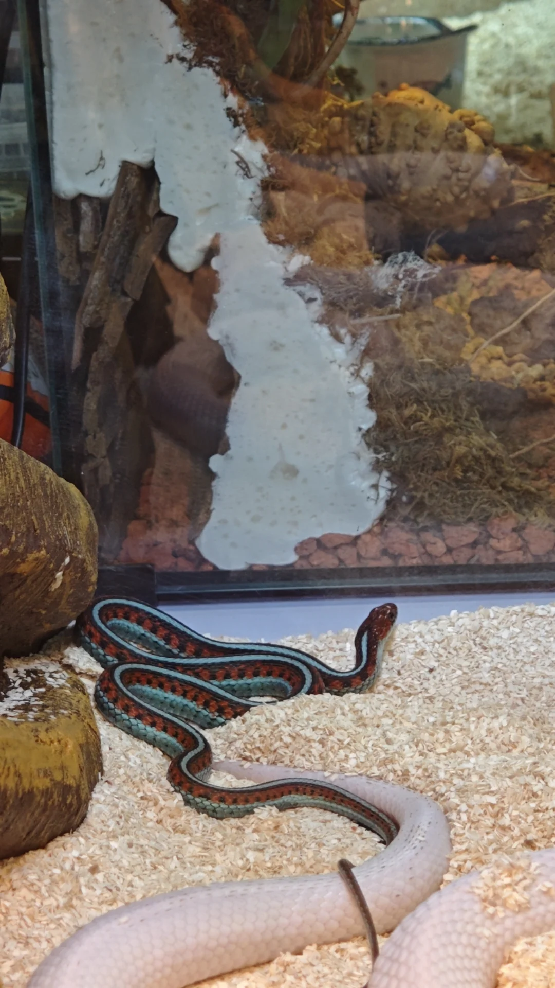 广交会CIPS长城宠物展