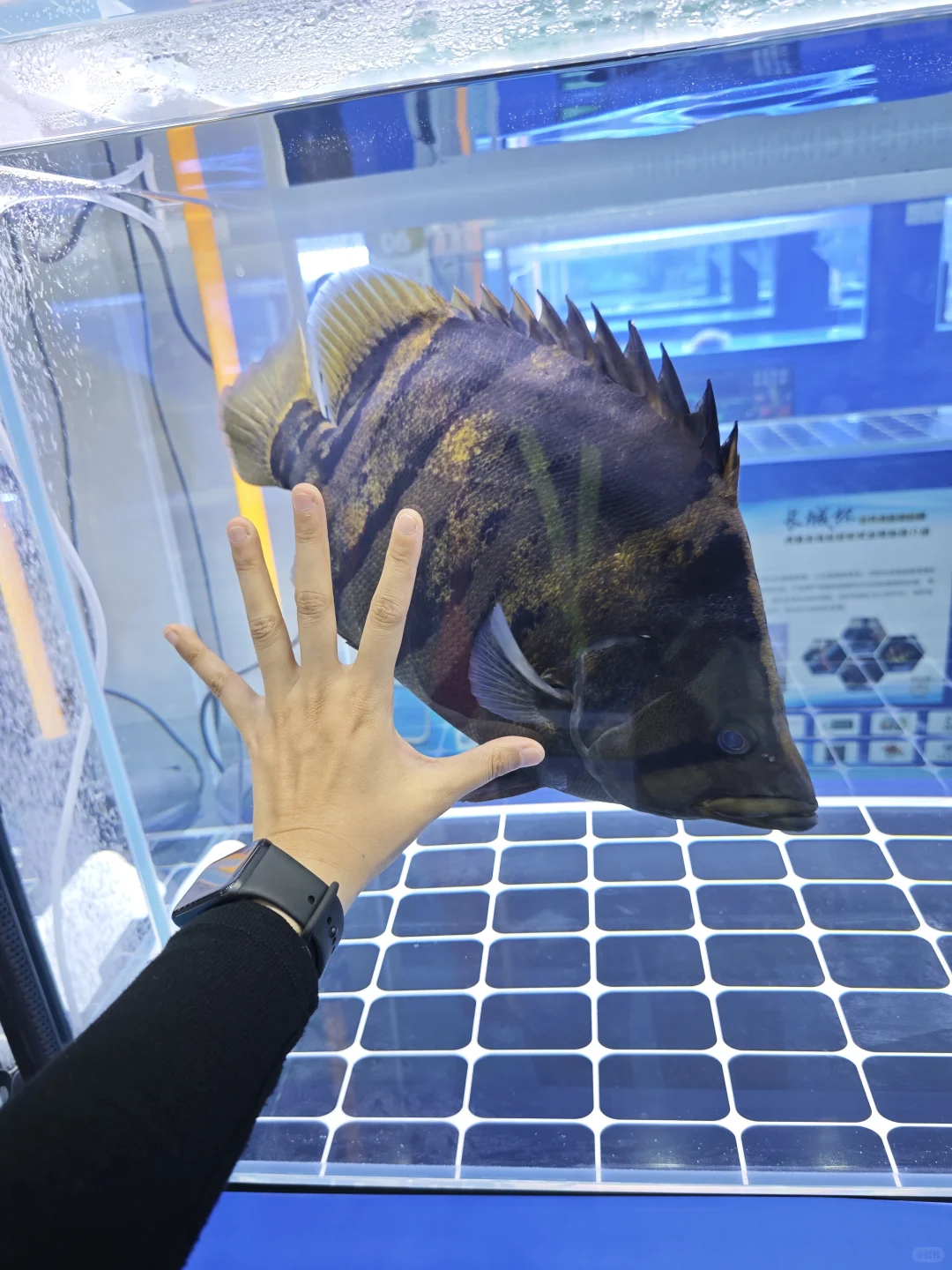 广交会CIPS长城宠物展