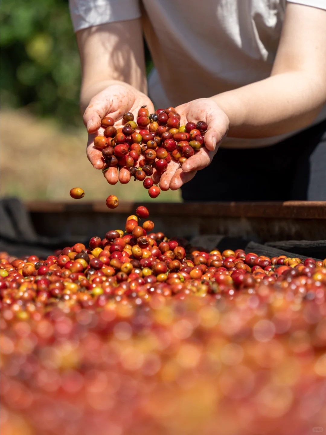 新产季来临?一年一度的咖啡加工处理课启动