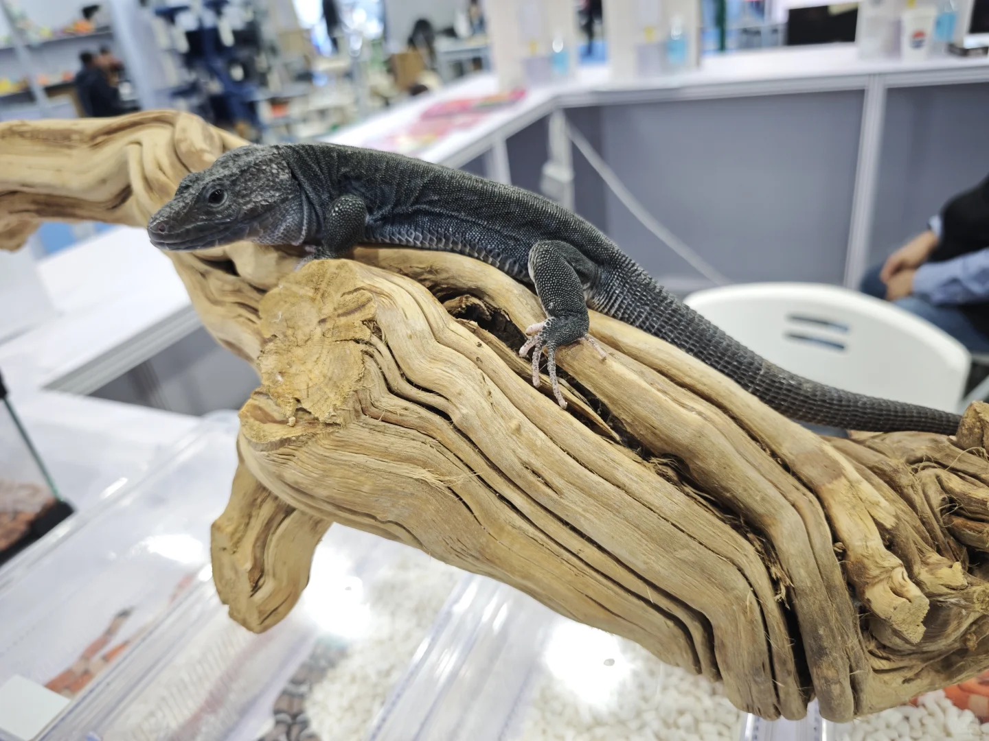 广交会CIPS长城宠物展