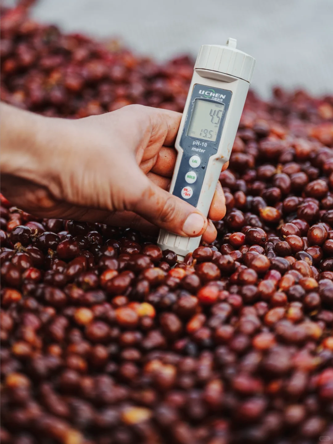 新产季来临?一年一度的咖啡加工处理课启动