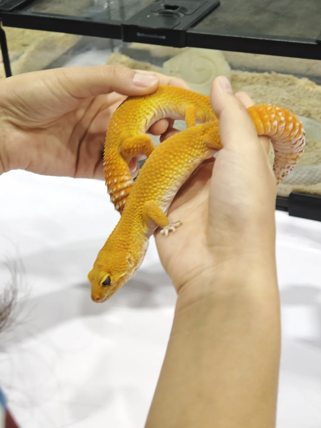 广交会CIPS长城宠物展