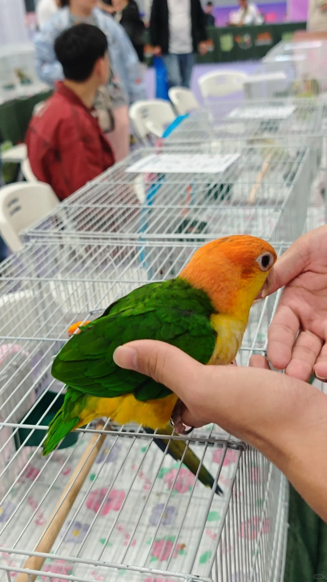 广交会CIPS长城宠物展