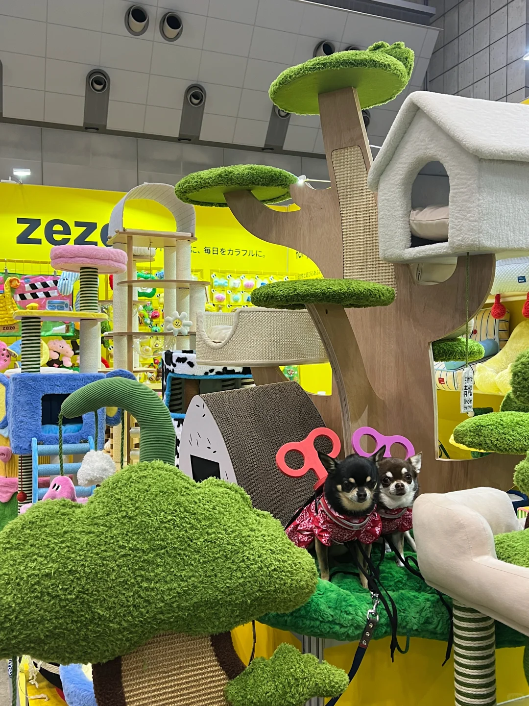 来「东京国际宠物展」和 zeze碰面吧??