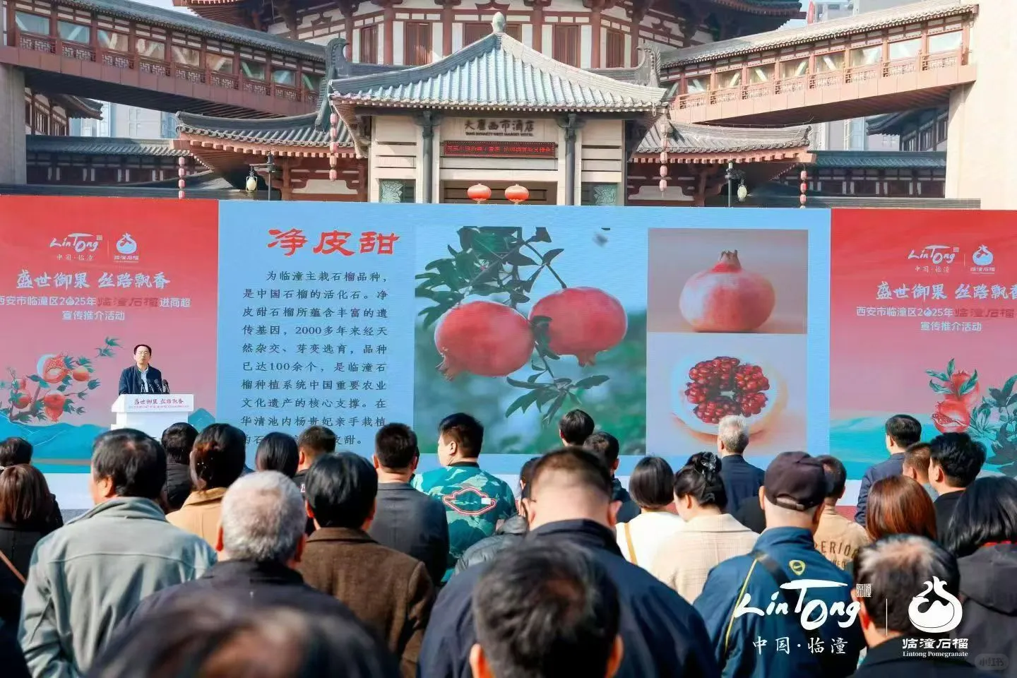 西安活动拍摄丨石榴推介会