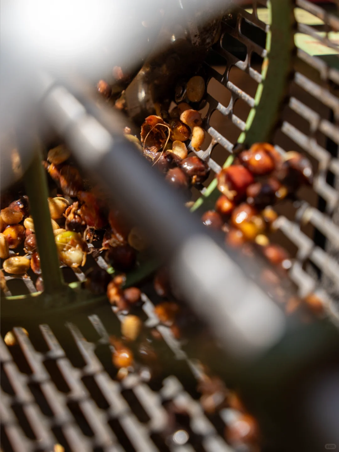 新产季来临?一年一度的咖啡加工处理课启动