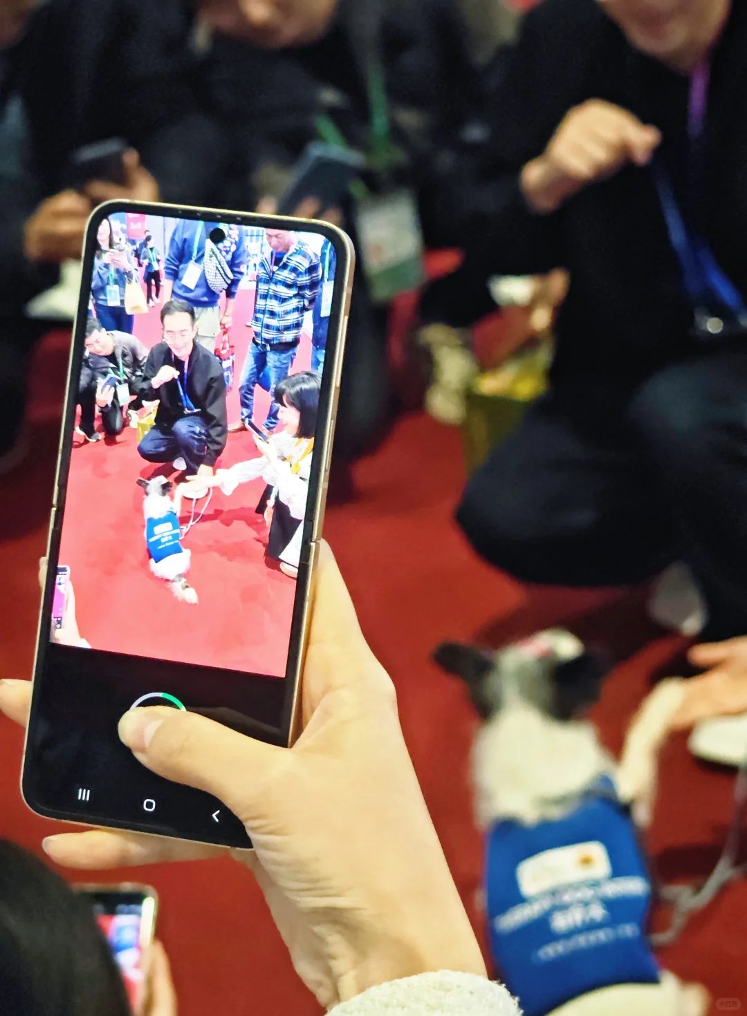 PFH动物疗法参与进博会啦！