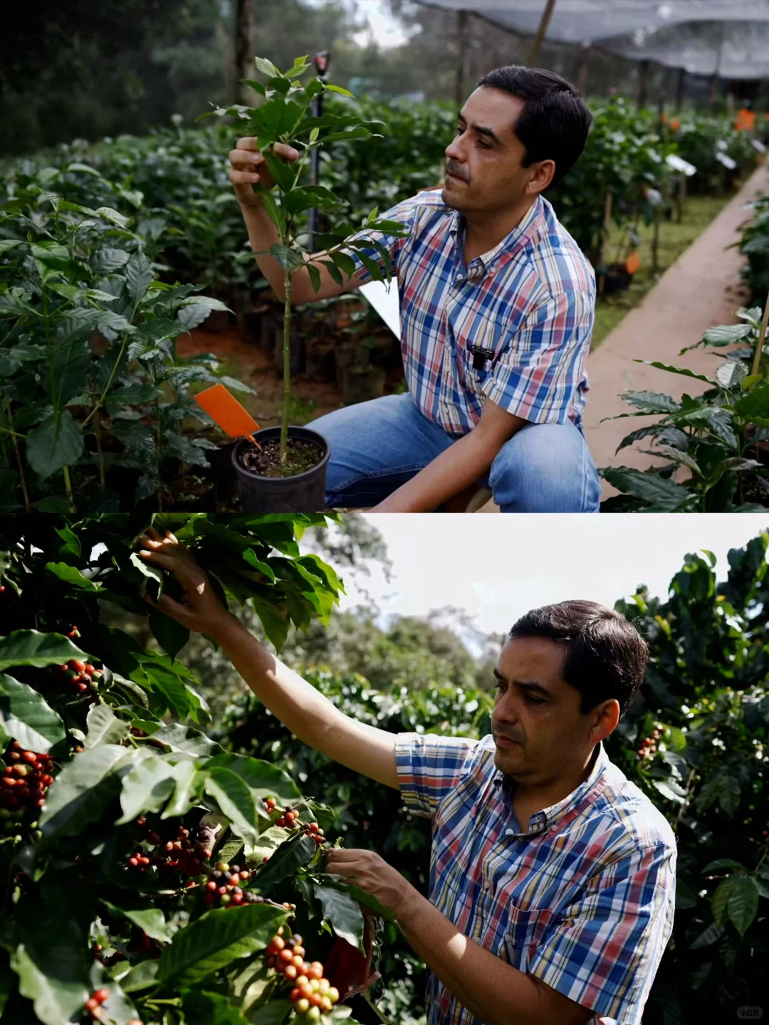 新产季来临?一年一度的咖啡加工处理课启动