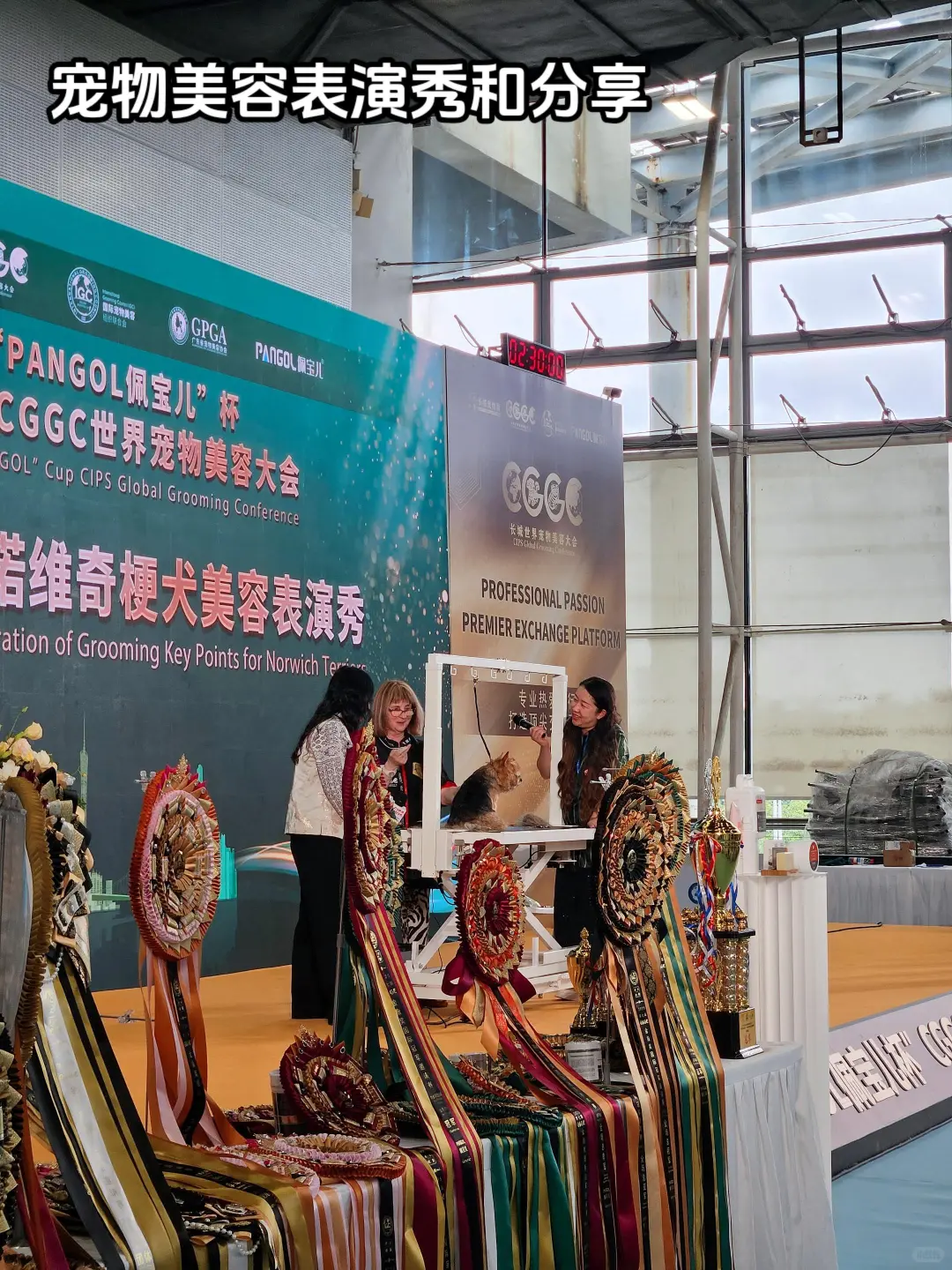 干翻译带薪看宠物！翻译到闭馆后半小时