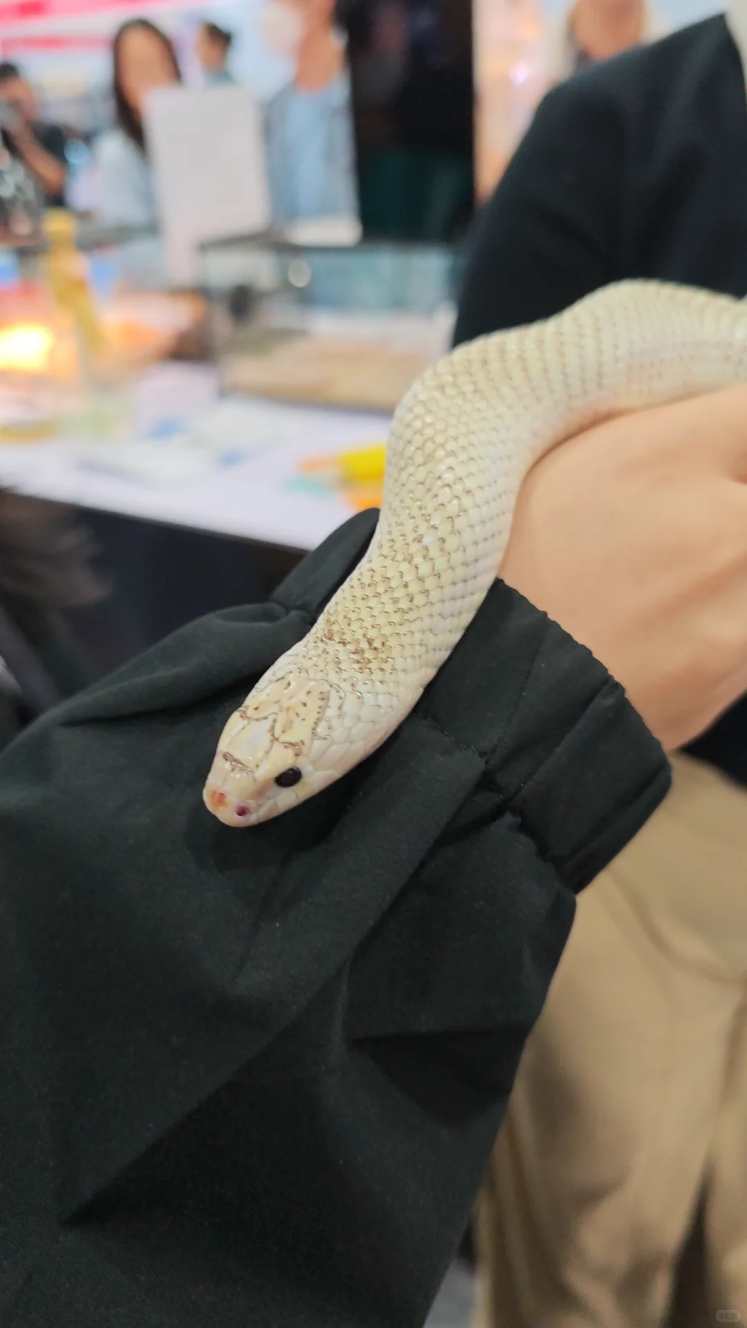 广交会CIPS长城宠物展