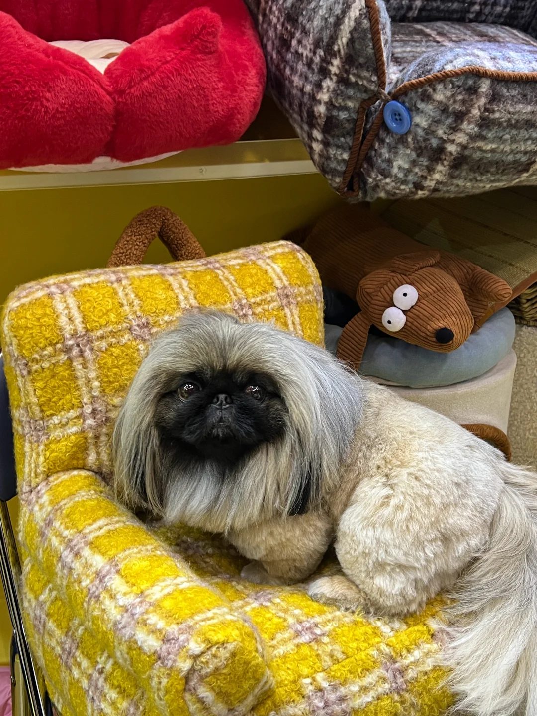 来「东京国际宠物展」和 zeze碰面吧??