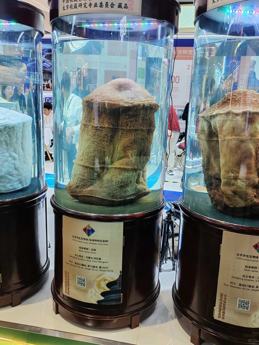 兼职日记之进博会兼职！！