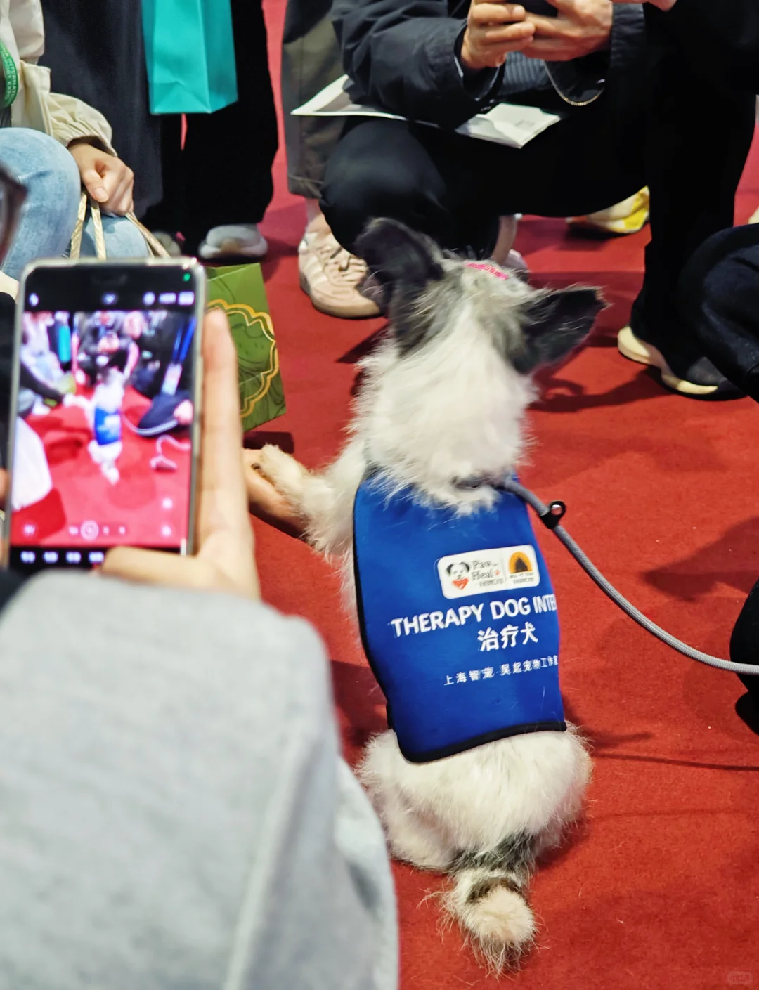 PFH动物疗法参与进博会啦！