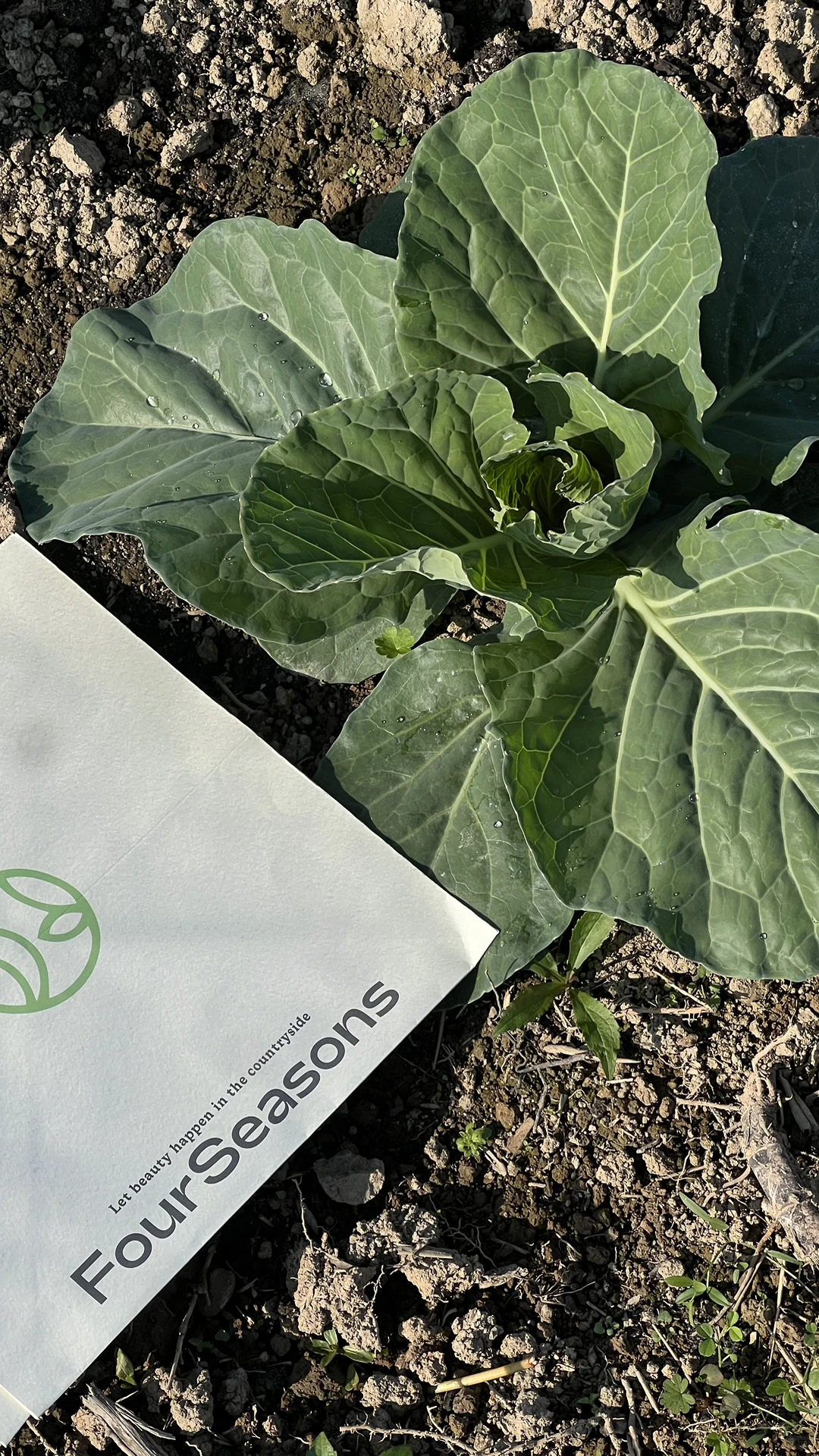 四季常春的四季农场｜冬日实况