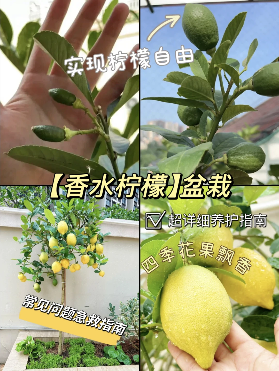 香水柠檬?结果的成就感~