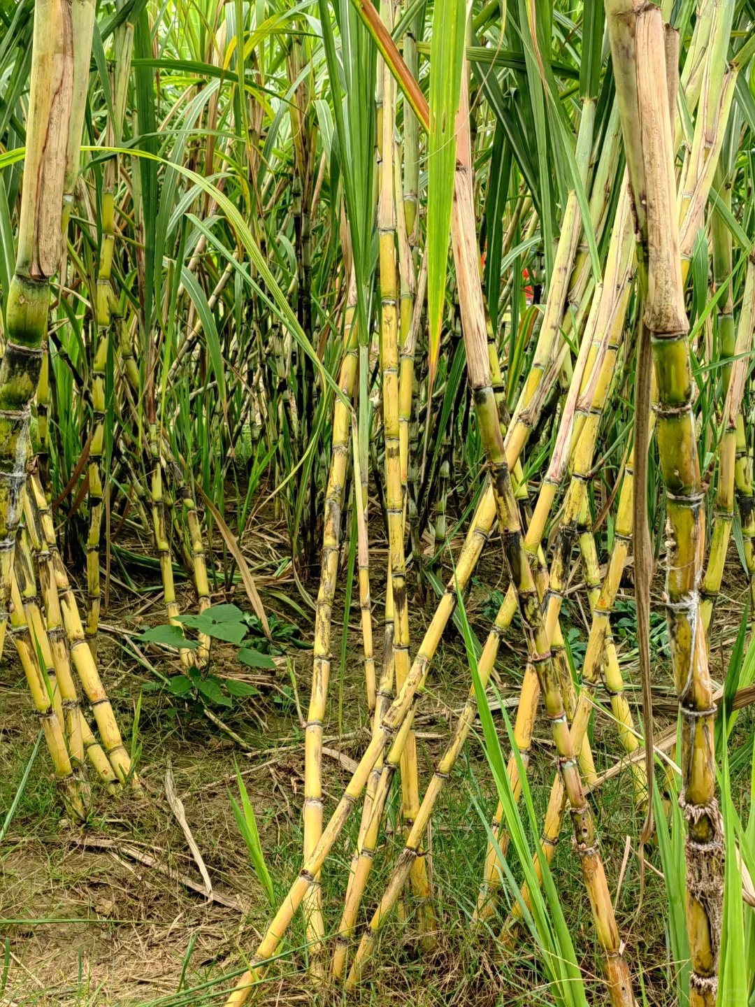 田园生活乐趣多，在地里挖呀挖呀挖?