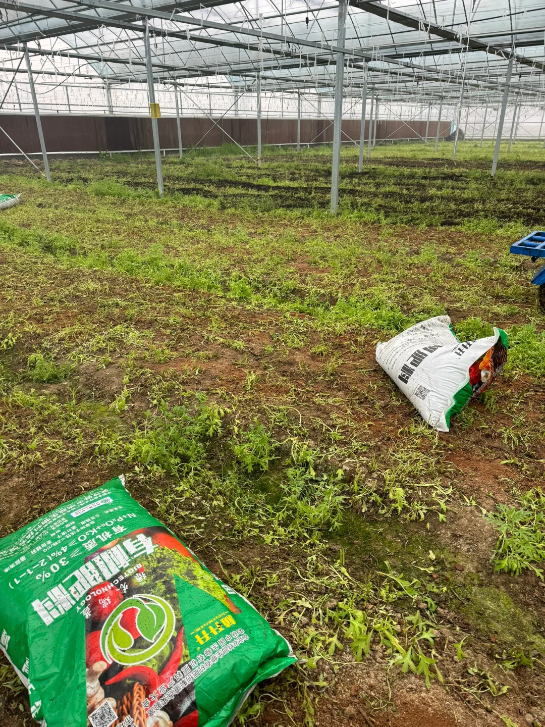 回农村种大棚！