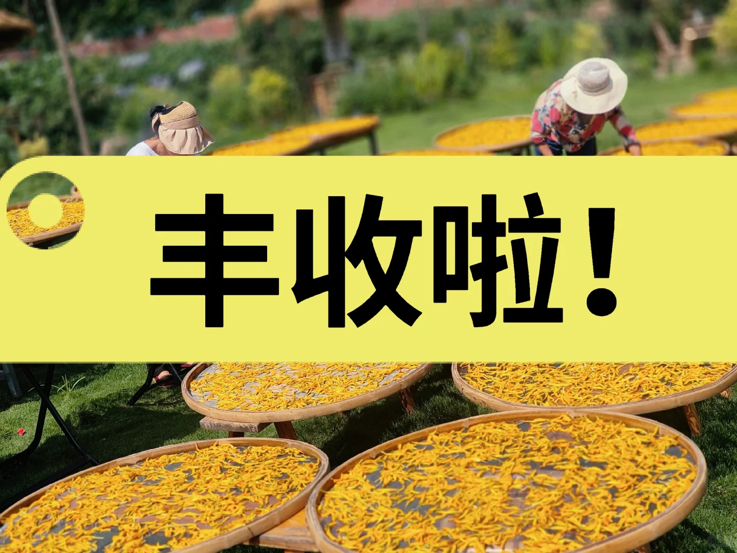 乡村振兴 |硕果累累